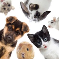 Putsduk för glasögon – Blandade husdjur