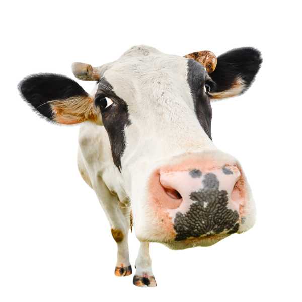 Putsduk för glasögon – (Ko)